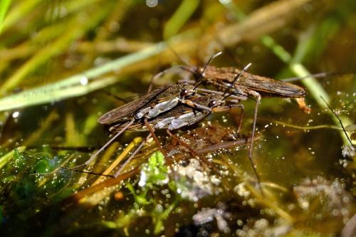Gerris lacustris